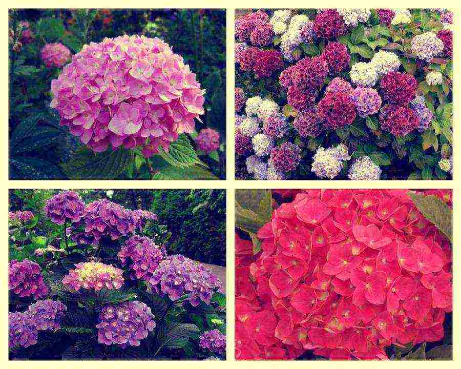 hydrangea bouquet rose planting and care in the open field