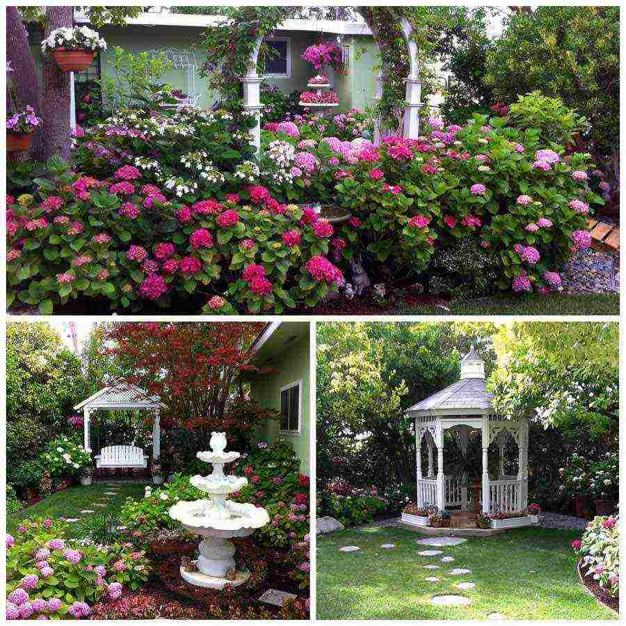 hydrangea bouquet rose planting and care in the open field