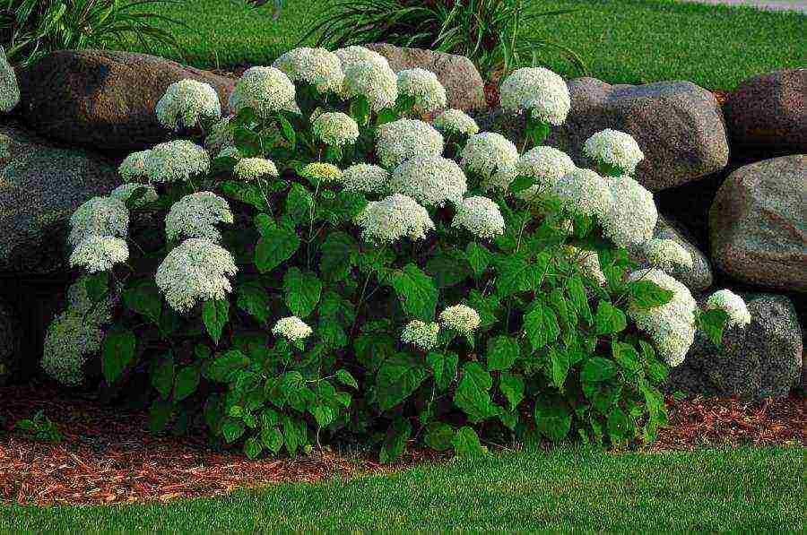 hydrangea bouquet rose planting and care in the open field