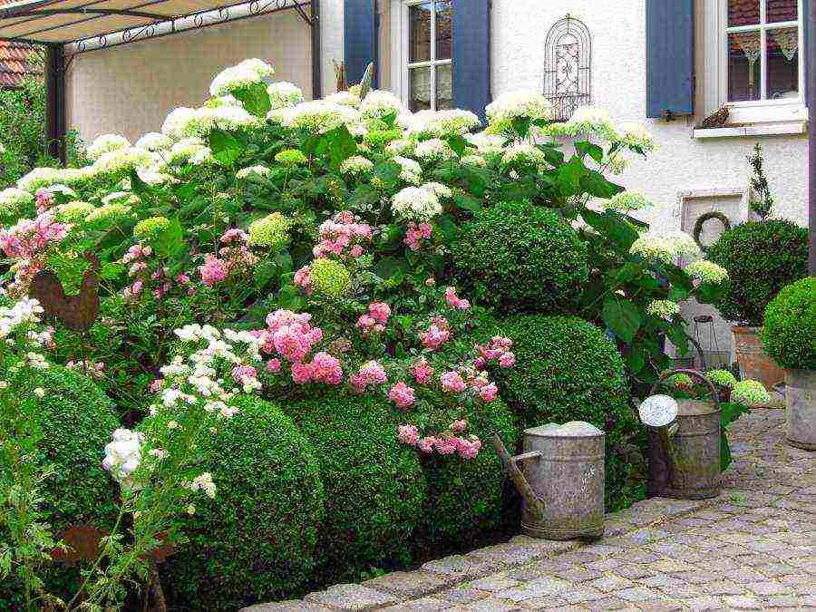 hydrangea bouquet rose planting and care in the open field