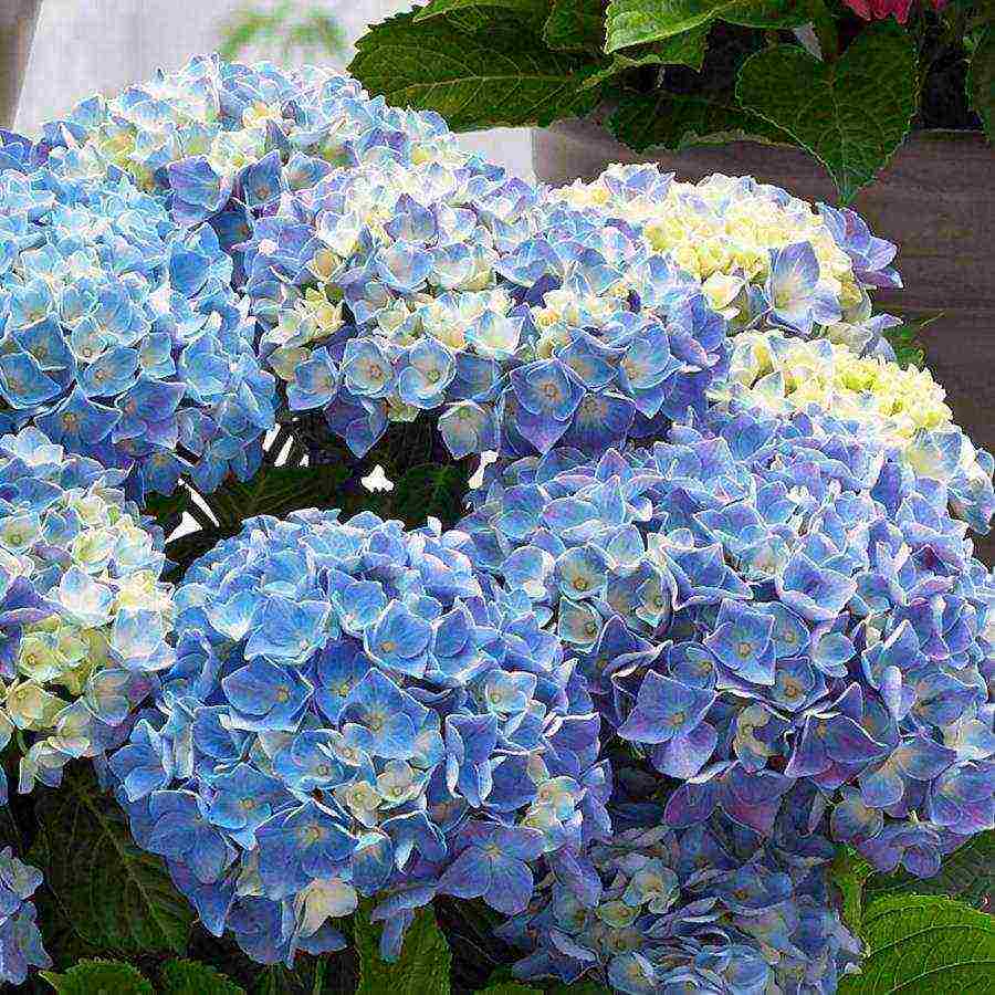 hydrangea bouquet rose planting and care in the open field