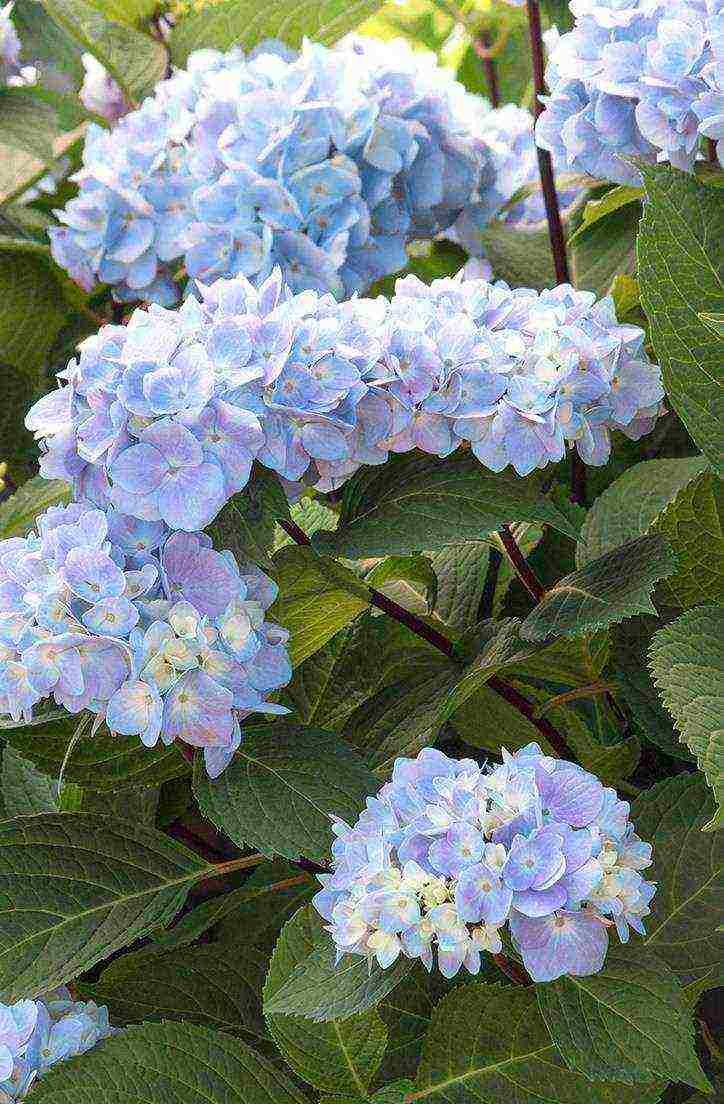 hydrangea bouquet rose planting and care in the open field