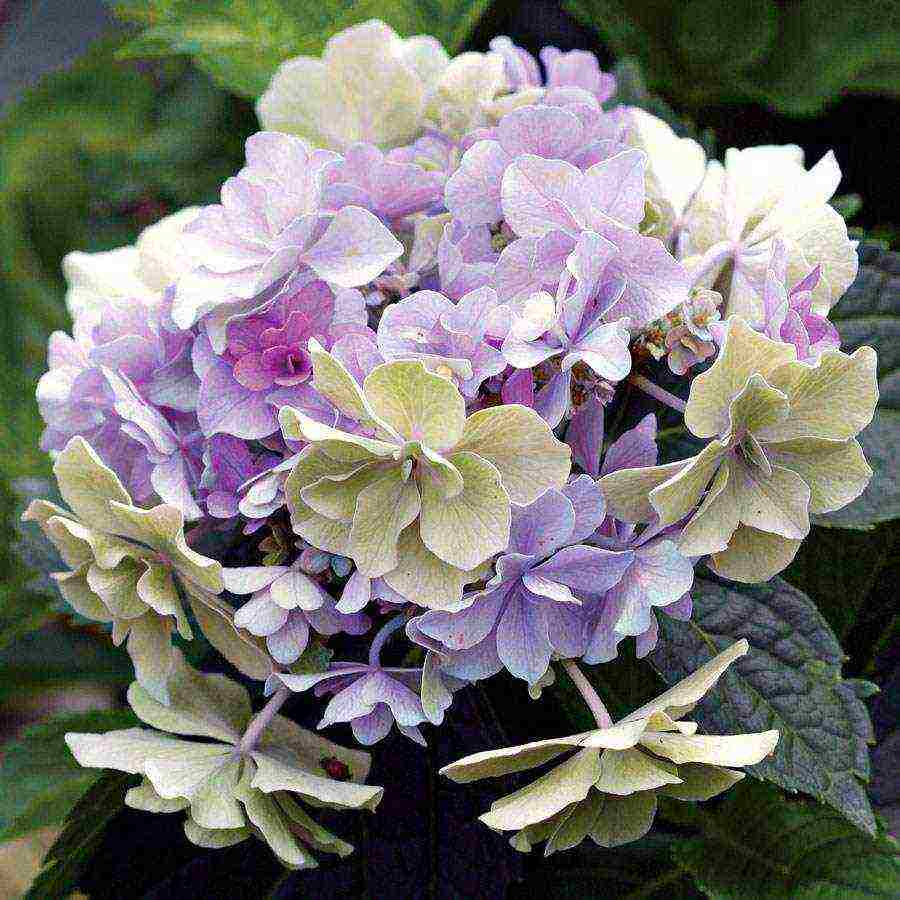 hydrangea bouquet rose planting and care in the open field