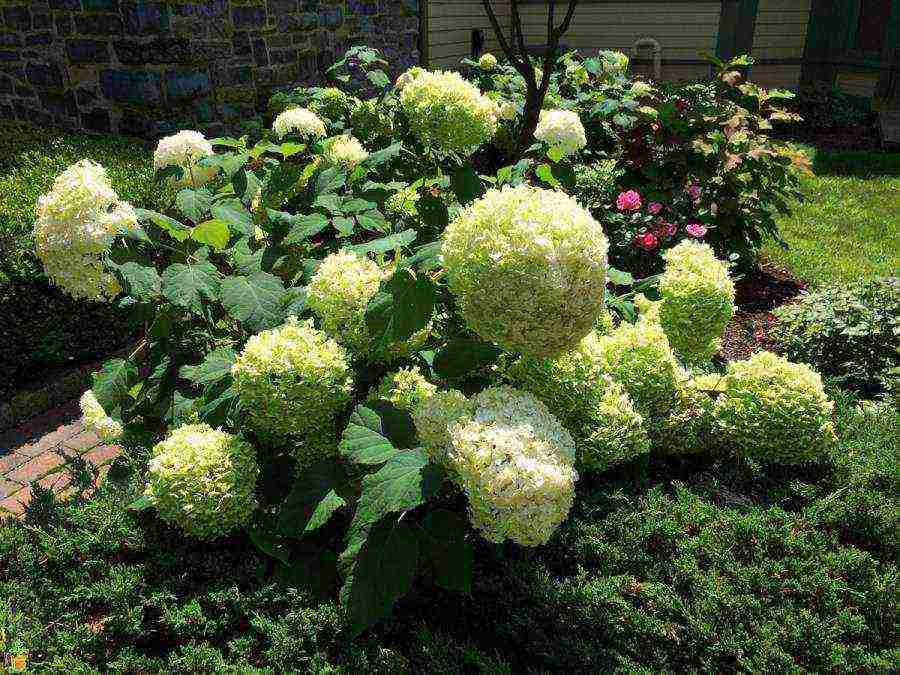 hydrangea bouquet rose planting and care in the open field