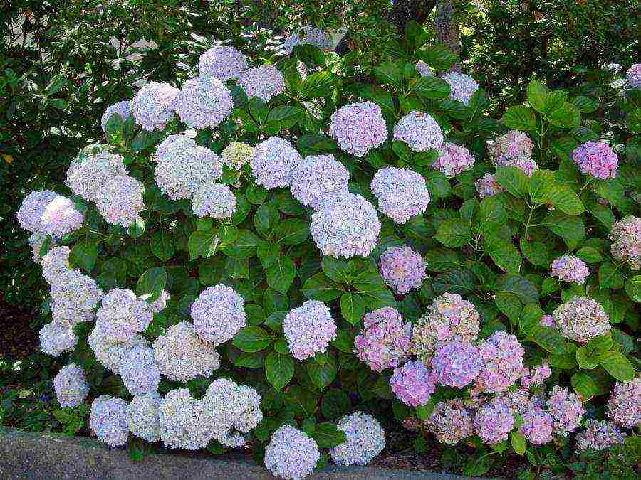 hydrangea bouquet rose planting and care in the open field