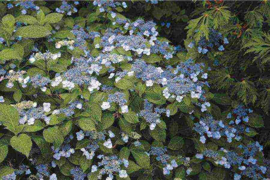 hydrangea bouquet rose planting and care in the open field