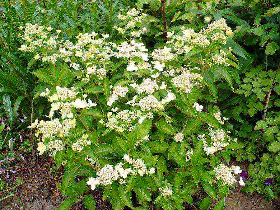 hydrangea bouquet rose planting and care in the open field