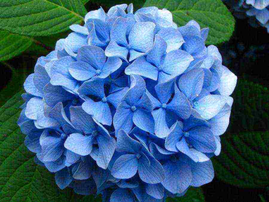 hydrangea bouquet rose planting and care in the open field