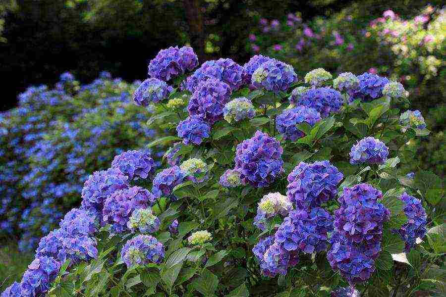 hydrangea bouquet rose planting and care in the open field