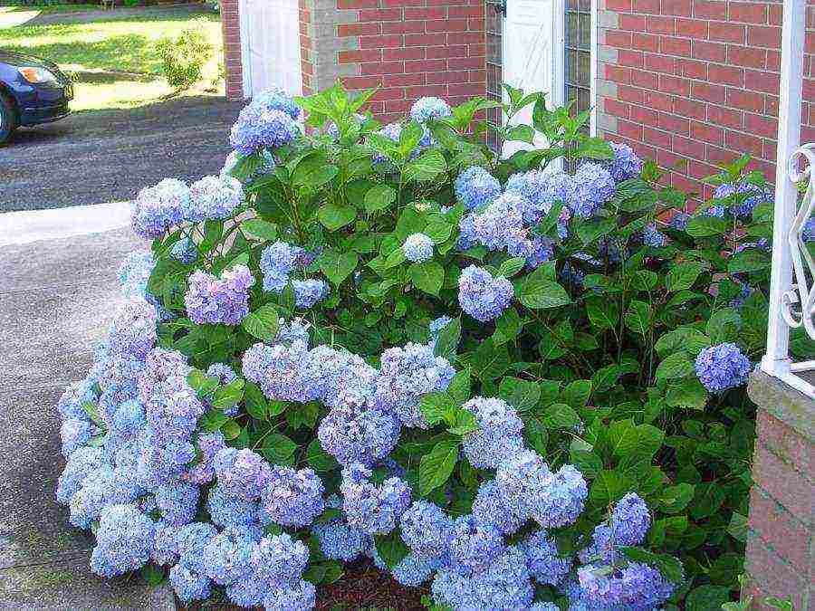 hydrangea bouquet rose planting and care in the open field