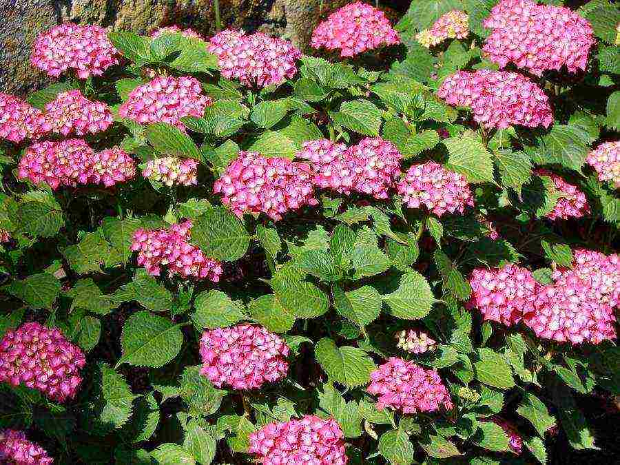 hydrangea bouquet rose planting and care in the open field