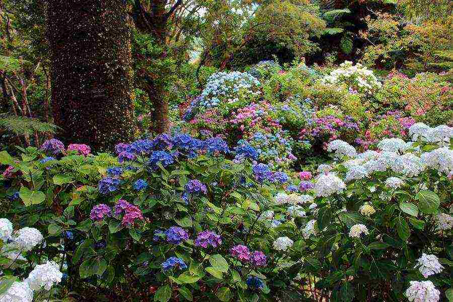 hydrangea bouquet rose planting and care in the open field