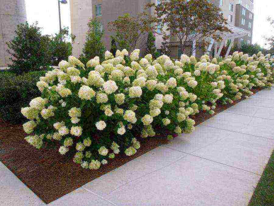 hydrangea bouquet rose planting and care in the open field