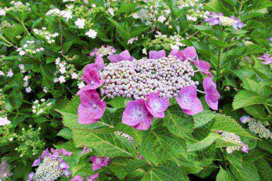 hydrangea bouquet rose planting and care in the open field