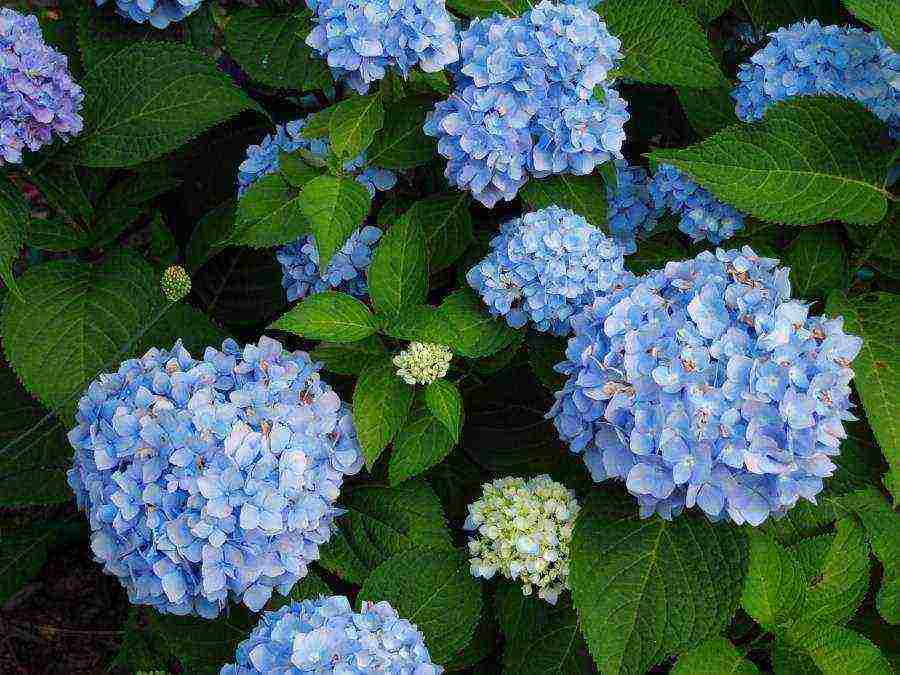 hydrangea bouquet rose planting and care in the open field