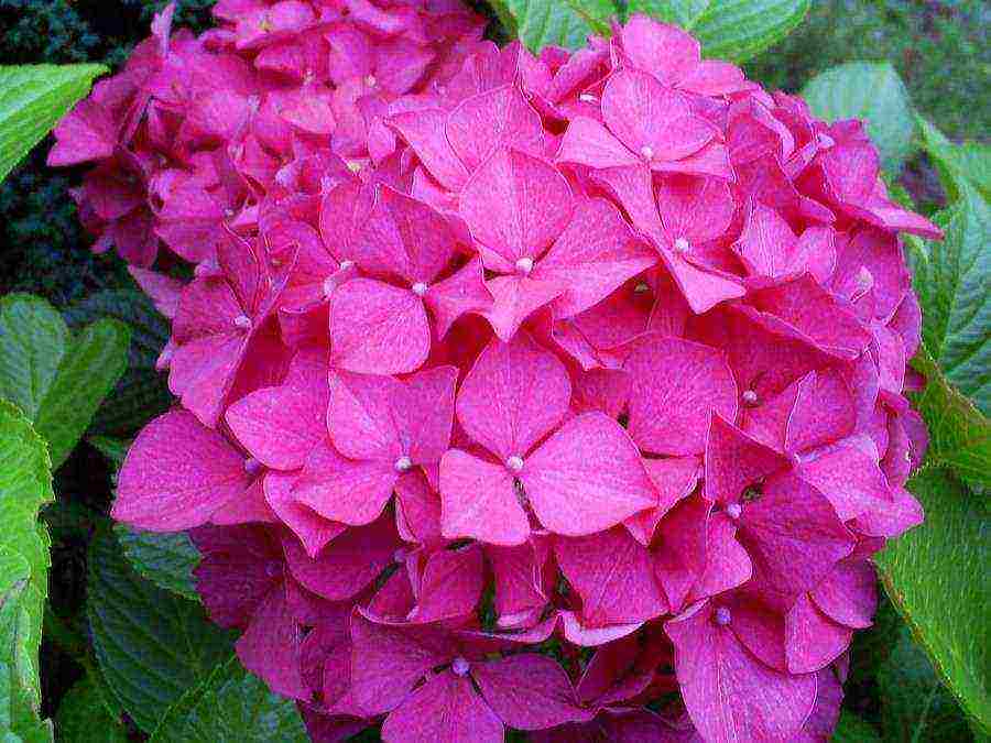 hydrangea bouquet rose planting and care in the open field