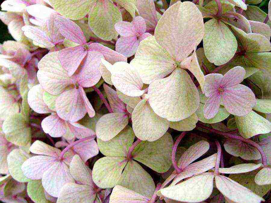 hydrangea bouquet rosas na pagtatanim at pangangalaga sa bukas na bukid