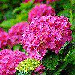 hydrangea bouquet rose planting and care in the open field