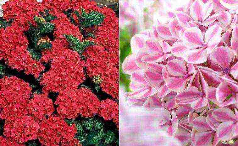 hydrangea bouquet rose planting and care in the open field