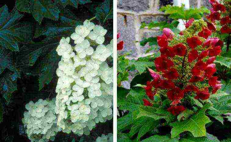 hydrangea bouquet rose planting and care in the open field