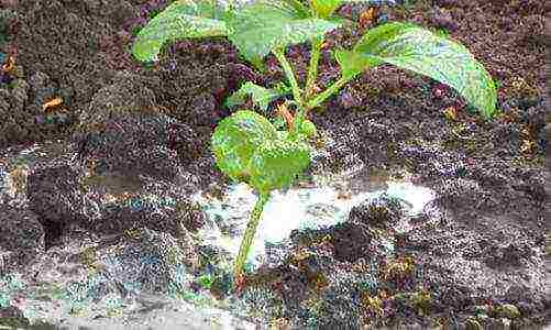 hydrangea bouquet rose planting and care in the open field