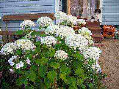 pagtatanim at pag-aalaga ng bukol na puno ng hydrangea sa bukas na bukid