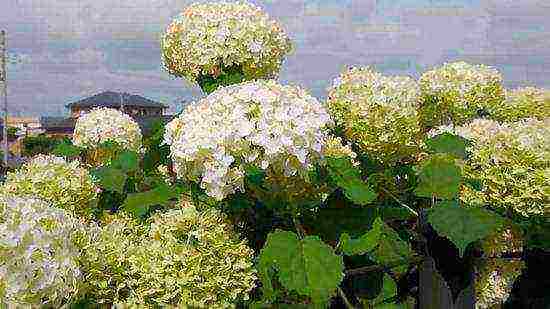 hydrangea tree bounty planting and care in the open field