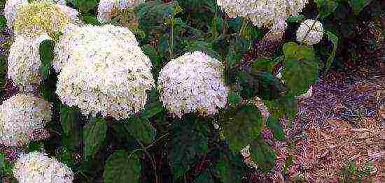 hydrangea tree bounty planting and care in the open field