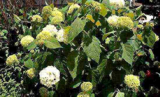 hydrangea tree bounty planting and care in the open field