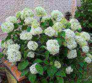 hydrangea tree bounty planting and care in the open field