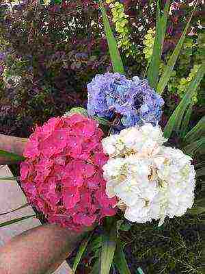 pagtatanim at pag-aalaga ng bukol na puno ng hydrangea sa bukas na bukid