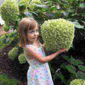 pagtatanim at pag-aalaga ng bukol na puno ng hydrangea sa bukas na bukid