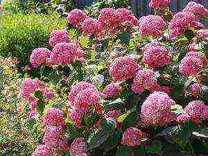 hydrangea tree bounty planting and care in the open field