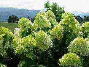 hydrangea tree bounty planting and care in the open field