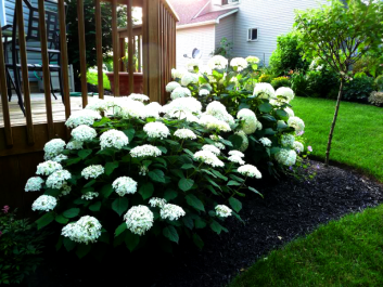 hydrangea tree bounty planting and care in the open field