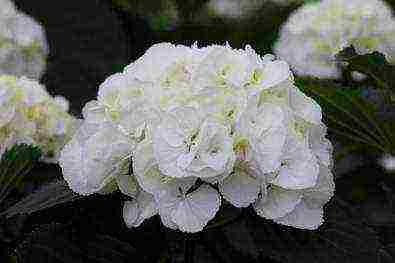 hydrangea tree bounty planting and care in the open field