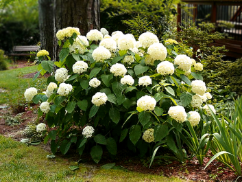 hydrangea tree bounty planting and care in the open field