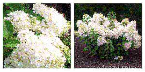 hydrangea tree best varieties