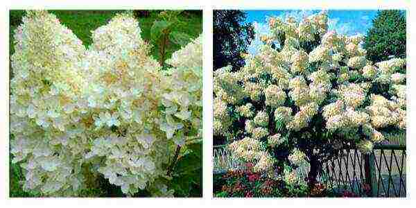 hydrangea tree best varieties