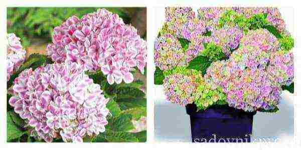 pinakamahusay na mga pagkakaiba-iba ng puno ng hydrangea