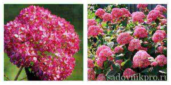 hydrangea tree best varieties