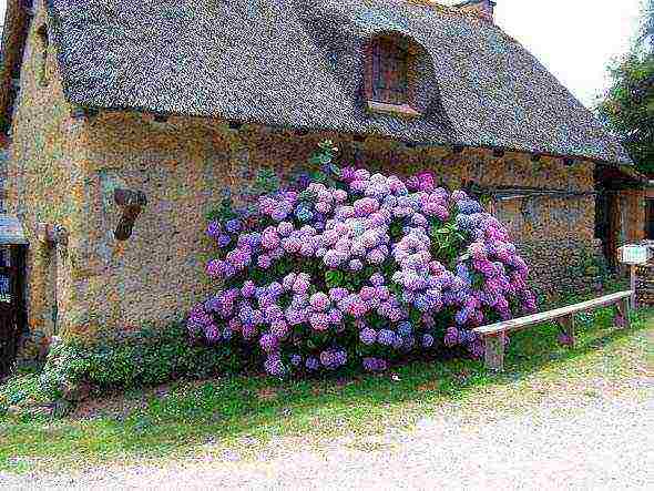 hydrangea blue tree planting and outdoor care