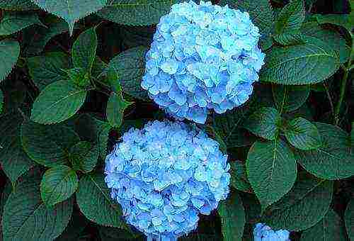 hydrangea blue tree planting and outdoor care