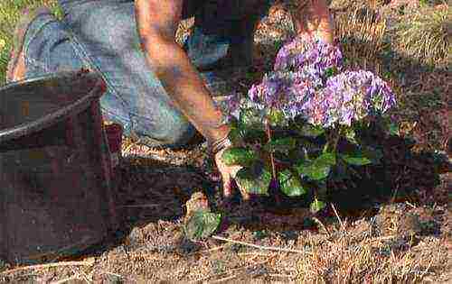 hydrangea blue tree planting and outdoor care