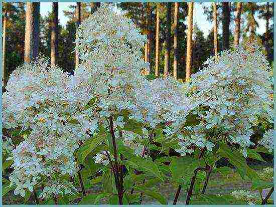 hydrangea large-leaved planting and care in the open field in siberia