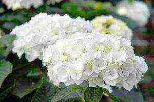 hydrangea large-leaved planting and care in the open field in siberia