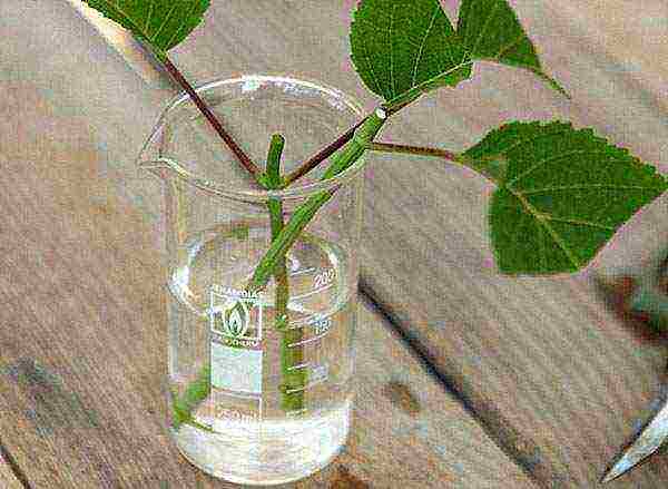 hydrangea large-leaved planting and care in the open field in siberia