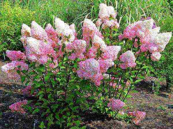 hydrangea large-leaved planting and care in the open field in siberia