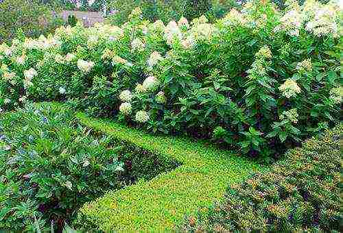 hydrangea large-leaved planting and care in the open field in siberia