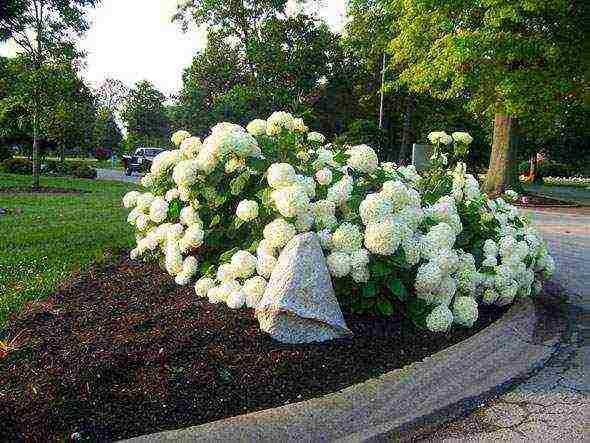 hydrangea large-leaved planting and care in the open field in siberia